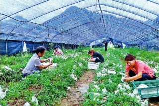 “菌中皇后”竹荪菇在商州试种成功 ()