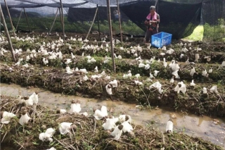 丰城淘沙：竹荪产业喜获丰收！ ()