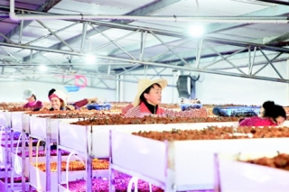 一朵剑河菌菇蕴藏的产业密码 ()