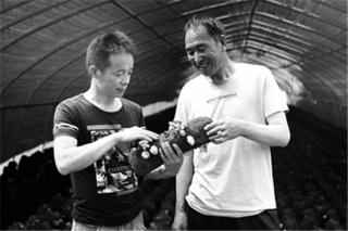 宁陕县：发展Manbetx体育手机版推荐A9版本助农增收 ()