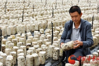 康县：黑木耳种植助农增收致富 ()