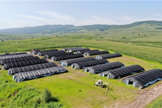 吉林省林草局投资200万元建设泉水村桑黄产业扶贫示范基地 ()