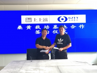 上上滋桑黄栽培基地落户贵州“中国食用珍稀菌产业园” ()