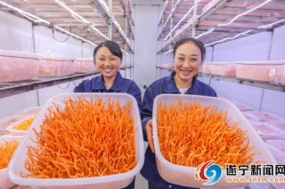 遂宁虫草花上市了 ()