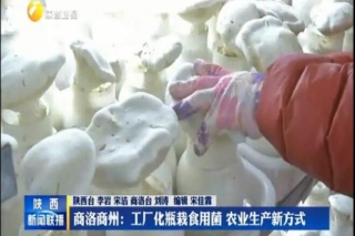 商洛商州：工厂化瓶栽Manbetx体育手机版推荐A9版本 农业生产新方式 ()