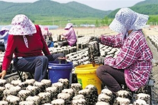 黑木耳变身大产业 宁波帮扶吉林汪清县构建现代化黑木耳产业链 ()