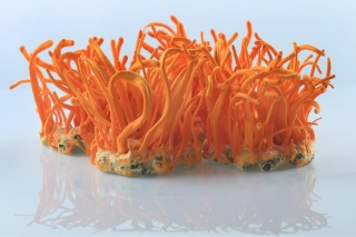 湖北武汉：梁子湖畔有个国内最大蛹虫草培育基地 ()