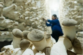 山东高青:一粒“菌种”育出脱贫攻坚新产业 ()