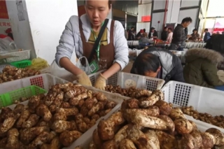 香格里拉进入松茸采摘黄金季，采菌大王一家日入超4000元 ()