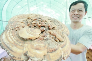 扬州：灵芝进入成熟期 ()