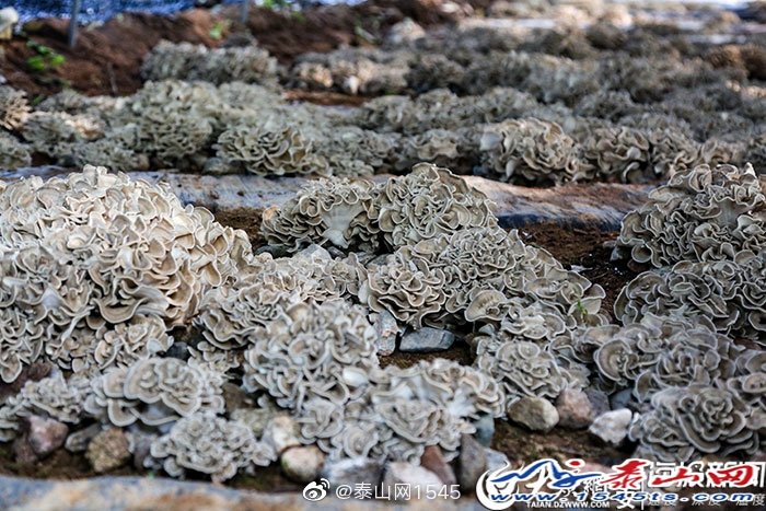 微信图片_20190827101237