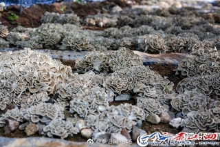 泰山灰树花仿野生Manbetx体育手机版V17版本发布.官网安卓网.香港见成效 ()