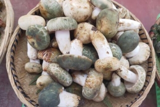 中秋将至野生菌价格或上涨 ()