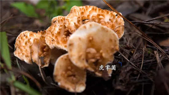 微信图片_20190902093856