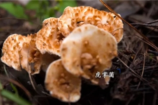 全云南省唯一！云南南华县被商务部认定为国家外贸转型升级Manbetx体育手机版V17版本发布.官网安卓网.香港基地 ()