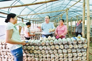 东北冬松茸生长在太平土地上 ()