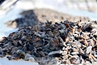 黑龙江秋木耳开摘  比往年早收了半个月 ()