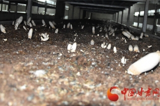 民乐丰乐镇：Manbetx体育手机版V17版本发布.官网安卓网.香港发展“露新芽” ()