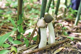 桐梓种出林下竹荪 ()