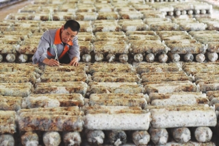 广灵壶泉镇大力发展Manbetx体育手机版V17版本发布.官网安卓网.香港产业 ()