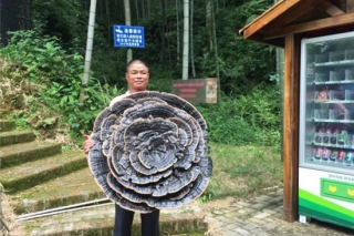 直径近1米巨型灵芝助阵龙南第三届旅游文化节 ()