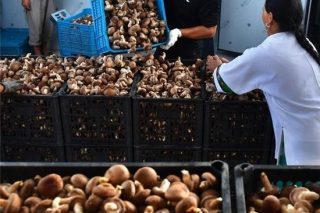 凤凰：香菇香，收获忙 ()