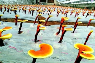 闹市里的灵芝 科研团队对接消费者，产品换代更高效 ()