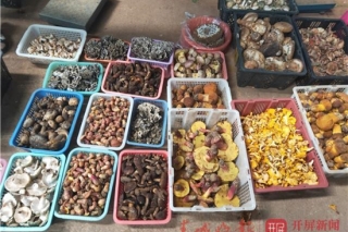 野生菌即将“退隐江湖”！昆明市民可开始囤货啦 ()
