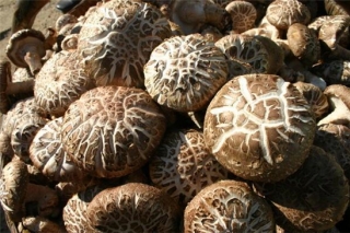 “豫”见中国|14年出口增长近400倍 一个“香菇”的国际范 ()