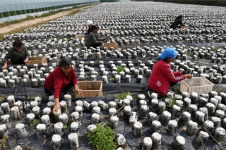 山西广灵县：黑木耳喜获丰收 农民采摘忙 ()