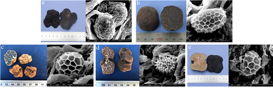5种松露的子囊果和孢子图