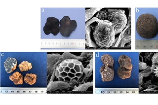 中国和法国商业松露代谢产物研究取得新进展 ()