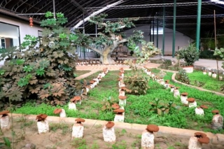 【乡味宁夏】别样的风景：吴忠灵芝生态园 ()