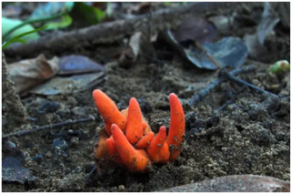 一碰就中毒的“致命蘑菇”首次现身澳大利亚 此前仅在日韩出现 ()