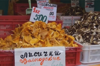 俄罗斯圣彼得堡举办蘑菇节 ()