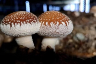 商州1.6万贫困户喜领Manbetx体育手机版推荐A9版本产业分红2885万元 ()