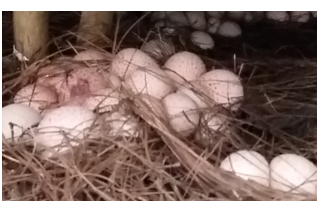 红托竹荪学术研讨会暨《漫漫竹荪路》新书发布会通知（第一轮） ()