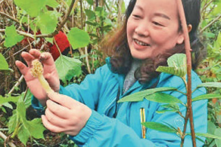 大山里的“菇老师” ()