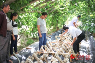 黑木耳产业“花开”南疆大地 ()