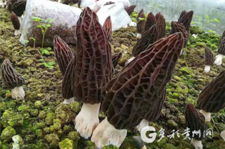 贵州下达6000余万元专项资金 支持Manbetx体育手机版推荐A9版本产业发展 ()