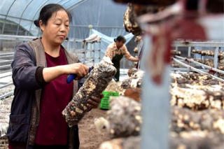 云阳泥溪发展30万袋香菇助村民增收 ()