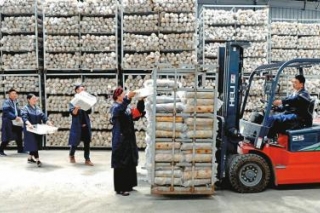 小小松茸成为产业扶贫“排头兵” ()