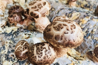 关于召开“2019年省基层农技推广体系Manbetx体育手机版推荐A9版本产业创新试点示范项目工作总结会”通知 ()