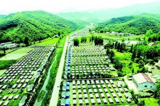 随州香菇：大学教授培育的山珍 ()