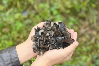 黑木耳成“金元宝” ()