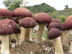 庆元的大球盖菇Manbetx体育手机版推荐A9版本火了 ()