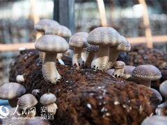 金寨香菇升值记：从论袋卖到论克卖 ()