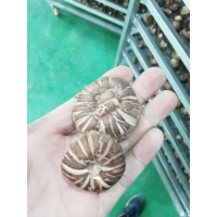 香菇烘干机 厂家直销烘干设备 高效空气能烘干机