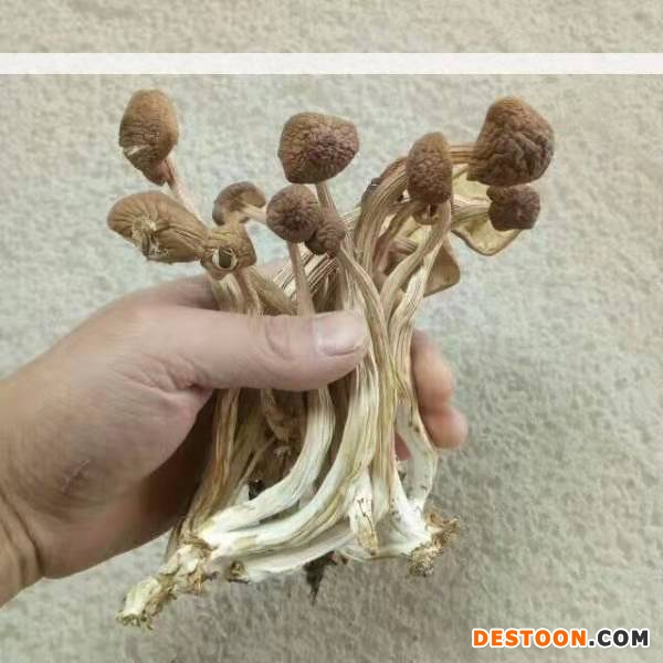 茶树菇烘干33