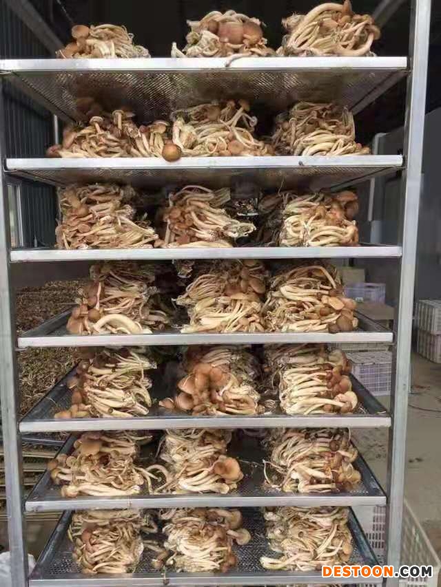 茶树菇烘干11